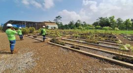 Salah satu titik pembibitan di Pulau Obi untuk persiapan reklamasi.